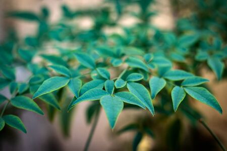 Creative layout and background Of green leavesの写真素材