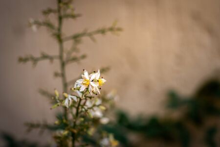 A small solitary white decorative beautiful and delicate flowerの写真素材