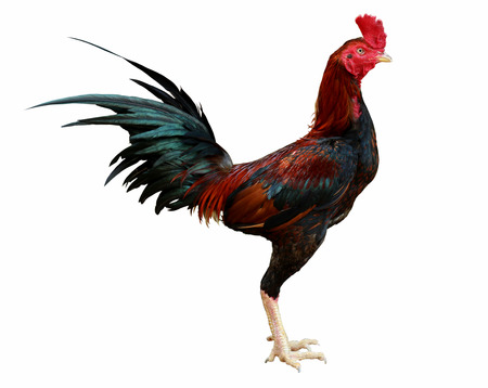 chicken isolated on a white backgroundの写真素材