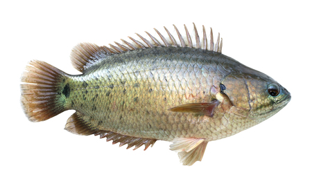 Climbing perch fish isolated on white backgroundの写真素材
