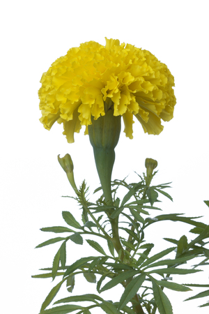 yellow marigold flower isolated on white backgroundの写真素材