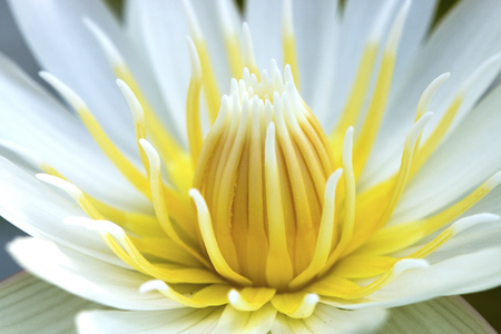 White lotus pollen yellowの写真素材