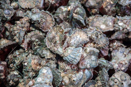 Oysters for sale