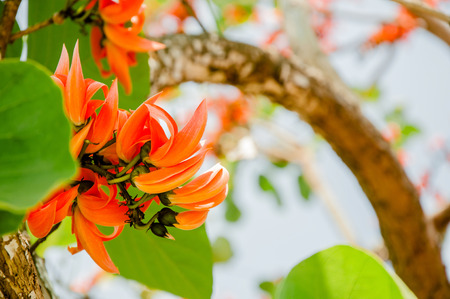 Thongkown flowers   a bouquet of flowers like red, orange, Lang length 6-15 cm long, elongating Islands are a group with five petals blooming time is the most prolific flowering in February of each year の写真素材