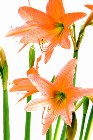 Hippeastrum is a species in the lily family  There is underground stems resemble onions  The outcrop above the portion of the stem and leaves  The leaves are green rounded smooth edges の写真素材