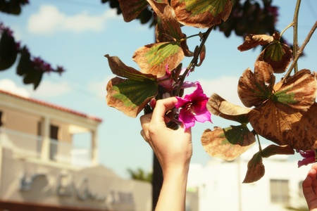 Woman s hand holding pink flower on the tree branchの写真素材