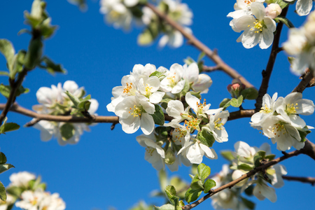 Blooming Apple tree in white. Flowering branches of Apple on a background of blue sky in the springの写真素材