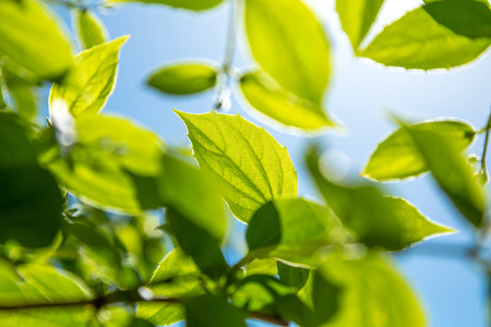 Branch of young solar green leaves on a background of foliage and blue sky.の写真素材
