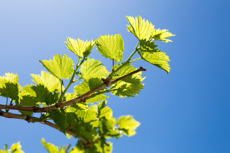 Grape branches with the young green shining leaves on a blue sky background.の写真素材