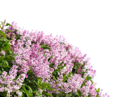 Blooming lilac. Lush clusters of purple lilac bushes isolated.