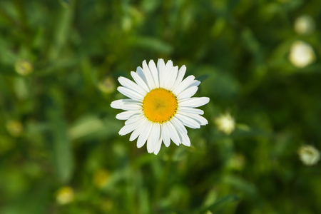Neat beautiful daisy on the background of green grass and foliage. Chamomile or camomile flower close-up in the field, top view. Plant landscape.の写真素材