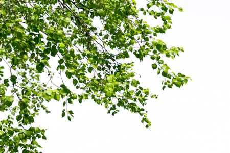 Birch twigs with green leaves Natural Birch is the sun in the spring.の写真素材