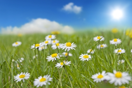 Spring daisy on green grassの写真素材