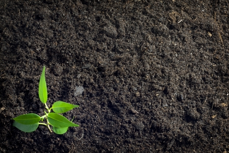 Soil and plant backgroundの写真素材