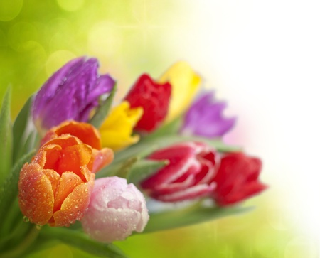 spring tulips with water dropsの写真素材