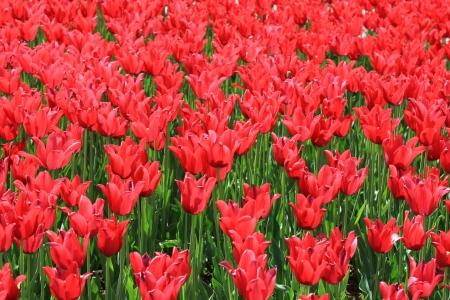 tulips red fieldの写真素材