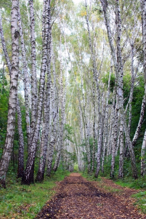 birch alleyの写真素材