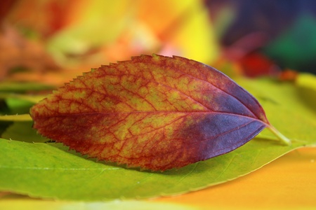 autumn colorful  leaf blur backgroundの写真素材