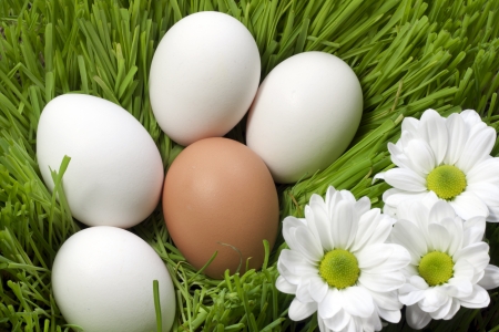 	eggs organic in green grassの写真素材