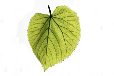 linden leaf isolatedの写真素材