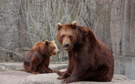 Bears on the rockの写真素材