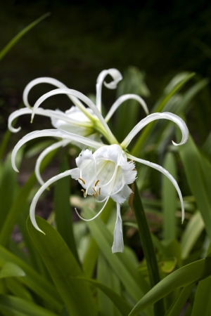 Hymenocallis littoralis exotic flowersの写真素材