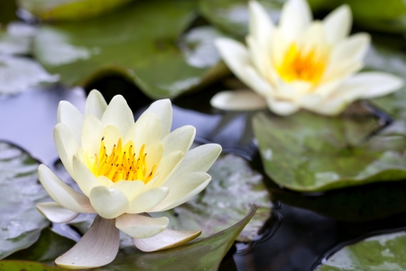 Yellow lotus blossom or water lily flower closeupの写真素材