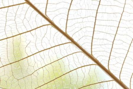 Dried leaves abstract floral backgroundの写真素材