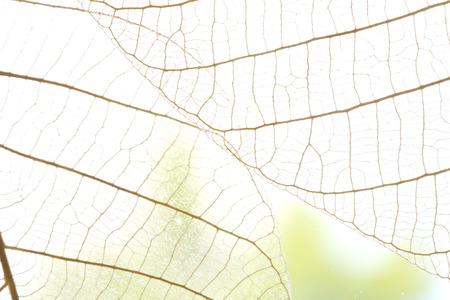 Dried leaves abstract floral backgroundの写真素材