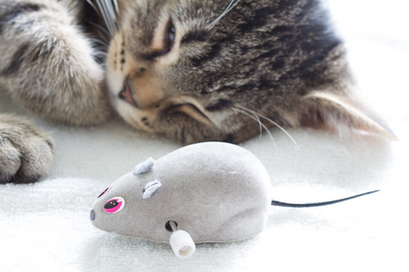 Sleepy cat and mouse toy on white towelの写真素材