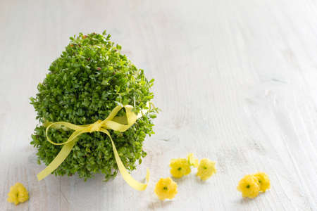 Easter egg-shaped watercress. Easter decoration background conceptの写真素材