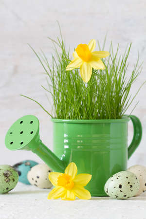 Green grass with daffodil in watering can and colored eggs, easter decoration backgroundの写真素材