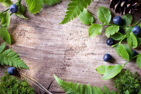 Forest background with moss, fern leaves and blueberries on old wooden boardの写真素材