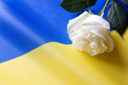 White rose on Ukrainian flag, idea conceptの写真素材
