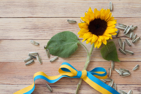 Sunflower with seeds and ribbon in colors of ukrainian flag on wooden background, sunflower oil production and export conceptの写真素材