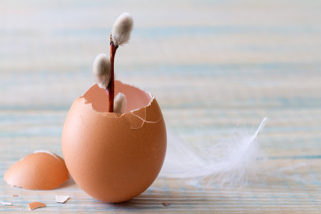 Young sprig of catkins growing in eggshell on light wooden background, easter symbol of lifeの写真素材