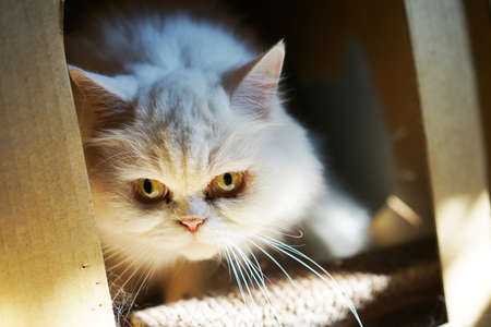 A homeless brown cat looking for obervations an prevent himself, Closed up the face and eyes of the catの写真素材