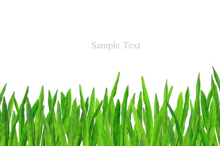 A grass with empty space for textの写真素材