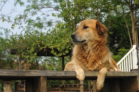 A Thai dog lying down on a wooden floorの写真素材