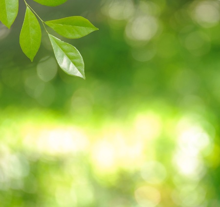 Fresh green leaves with blur background の写真素材