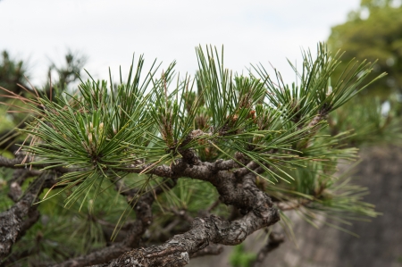 Japanese pine tree close upの写真素材