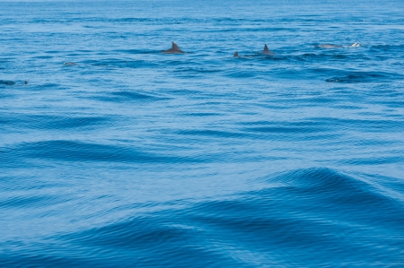 Dolphins swimming in a seaの写真素材