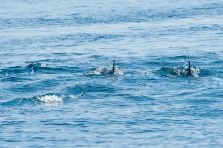 Dolphins swimming in a seaの写真素材