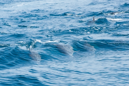 Dolphins swimming in a seaの写真素材
