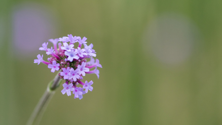 Close up to verbenaの写真素材