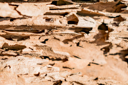 A fragment of rotten rotten wood