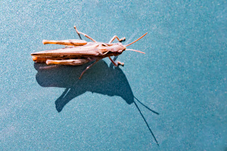 Photo insect grasshopper on a colored background