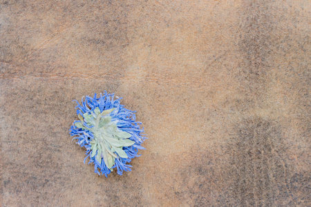 Dried chicory flower on a brown decorative backgroundの写真素材