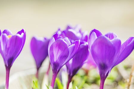 The first spring flowers are purple on a Sunny dayの写真素材