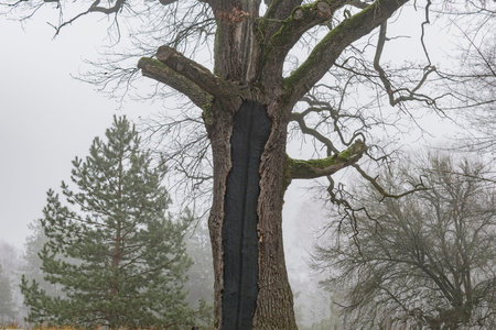 Fragment of an old oak tree in a cold winter forest